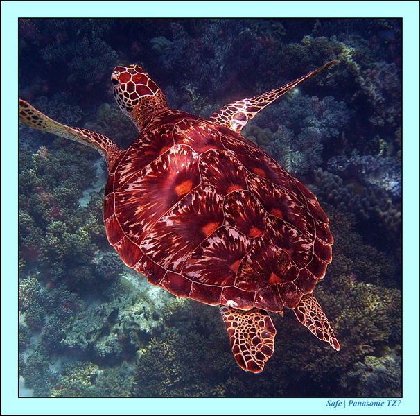 2012 - 07 - Apoh Island 73